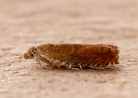 49.248 BF1139 Nut Bud Moth Epinotia tenerana