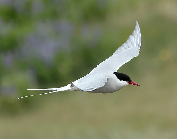 Arctic Tern Sterna paradisaea