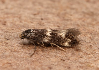 38.025 BF597 Elachista atricomella