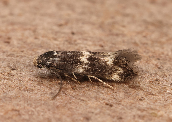 38.025 BF597 Elachista atricomella
