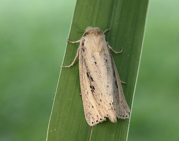 73.151 BF2373 Webb's Wainscot Globia sparganii
