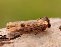 73.328 BF2098 Flame Axylia putris