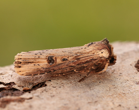 73.328 BF2098 Flame Axylia putris