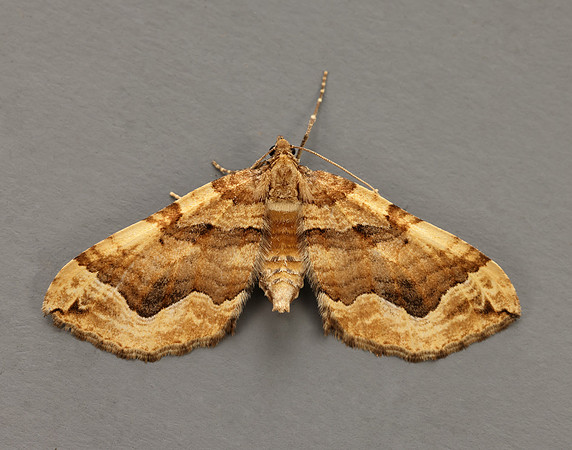 70.069 BF1749 Dark Spinach Pelurga comitata