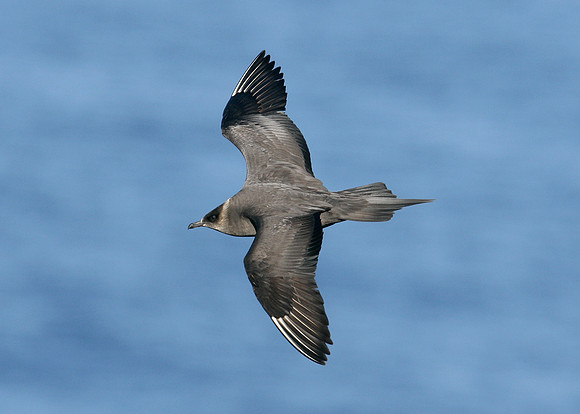 Arctic Skua Stercorarius parasiticus