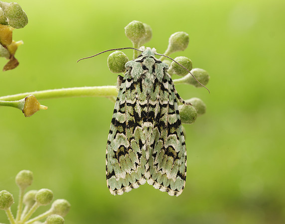 73.224 BF2247 Merveille du Jour Griposia aprilina