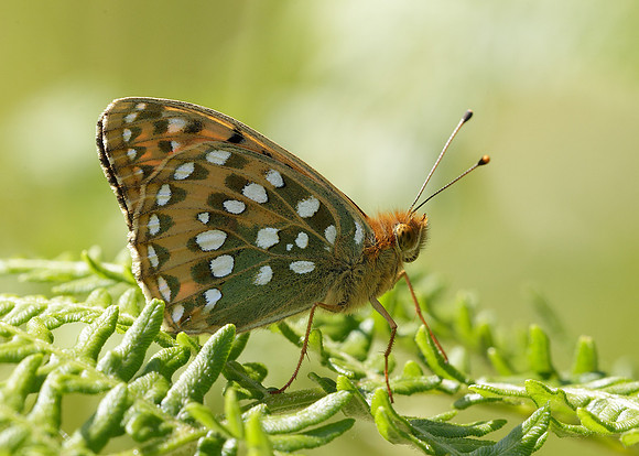 Dark Green fritillary Argynnis aglaja