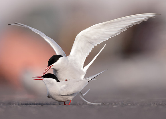 Arctic Tern Sterna paradisaea