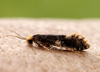 12.037 BF228 Monopis weaverella