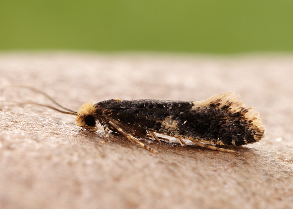 12.037 BF228 Monopis weaverella