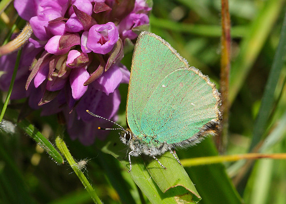 Green Hairstreak Callophrys rubi