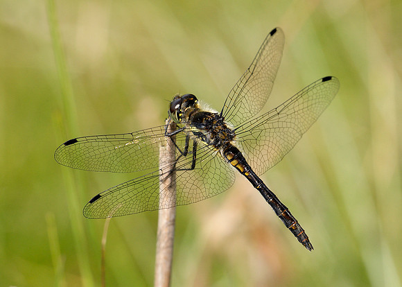 Black Darter Sympetrum danae