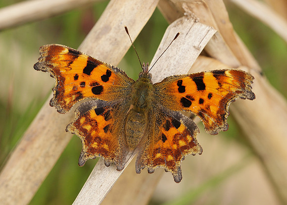 Comma Polygonia c-album