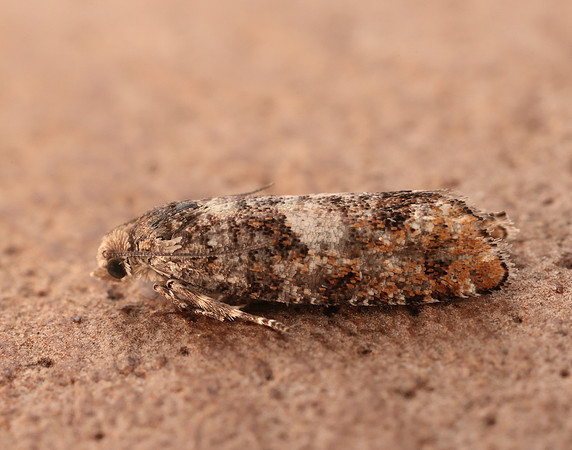 49.251 BF1146 Epinotia rubiginosana