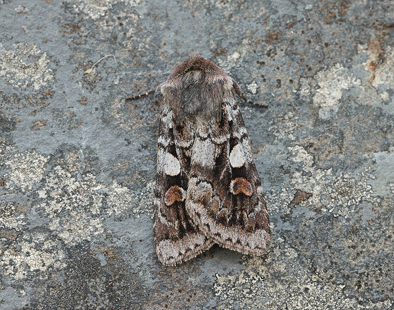 73.363 BF2125 Northern Dart Xestia alpicola