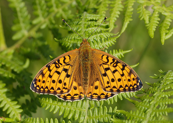 Dark Green fritillary Argynnis aglaja