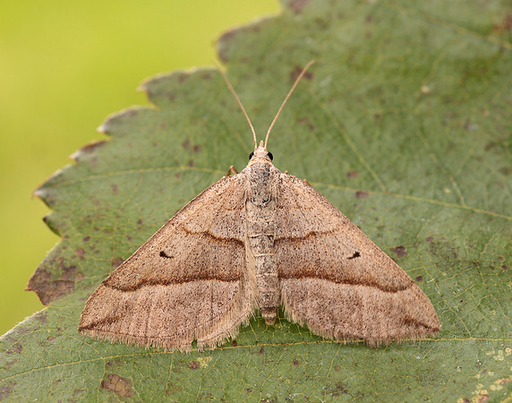 0.040 BF1733 Lead Belle Scotopteryx mucronata