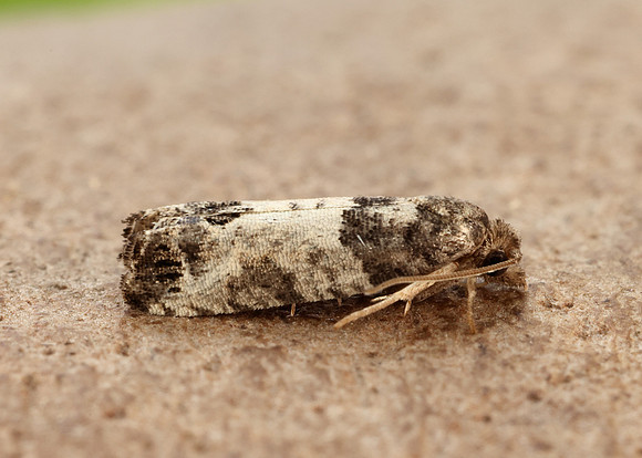 49.224 BF1205 Spilonota ocellana