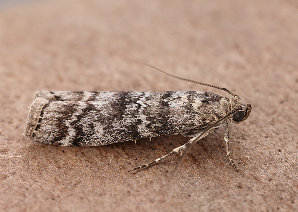 62.028 BF1454 Dioryctria abietella