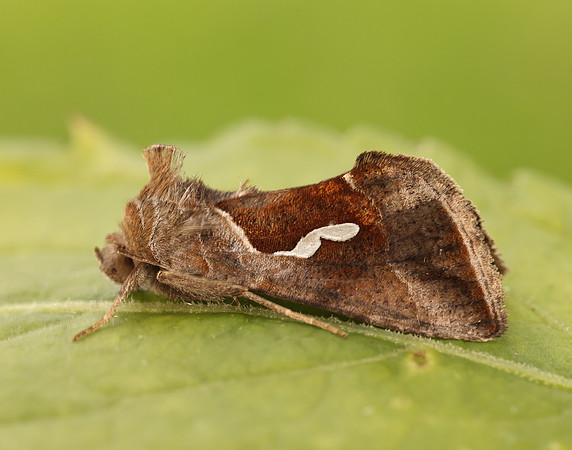 73.010 BF2436 Dewick's Plusia Macdunnoughia confusa