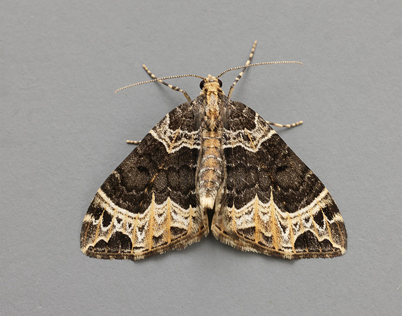 70.094 BF1759 Small Phoenix Ecliptopera silaceata