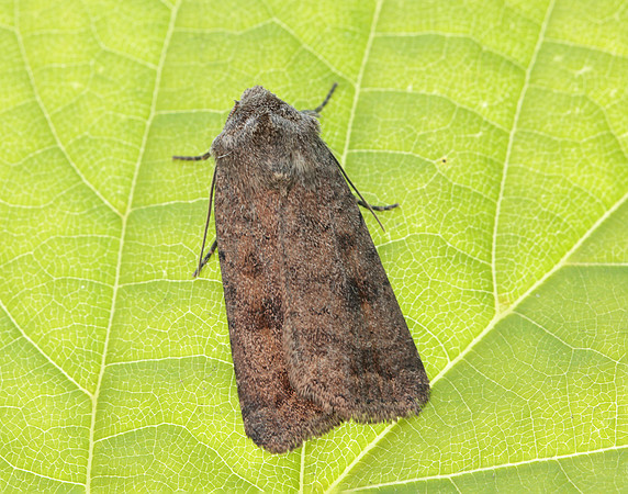 73.092 BF2387 Mottled Rustic Caradrina morpheus
