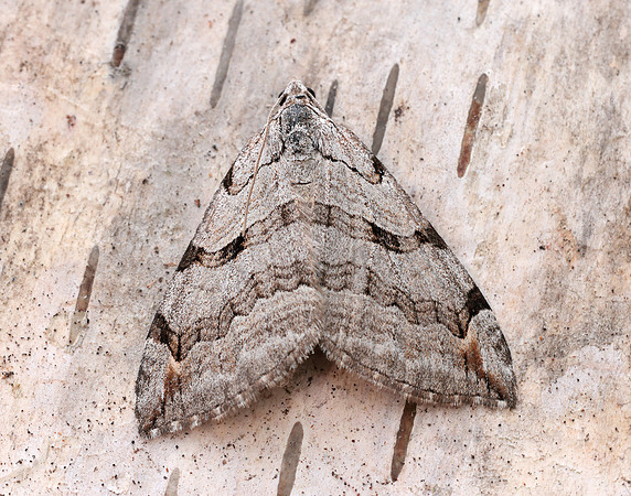 70.192 BF1867 Treble-bar Aplocera plagiata