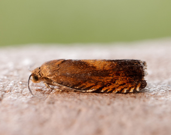 49.376 BF1233 Pammene aurita