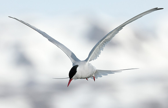 Arctic Tern Sterna paradisaea
