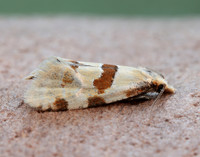 49.127 BF945 Aethes cnicana