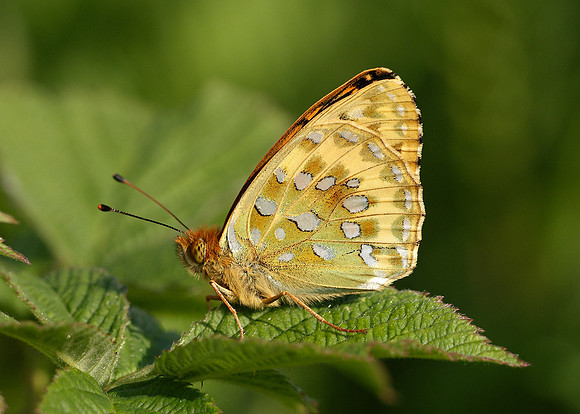 Dark Green fritillary Argynnis aglaja