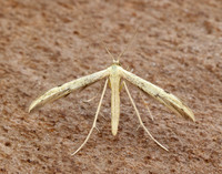 45.043 BF1517 Hemp-agrimony Plume Adaina microdactyla