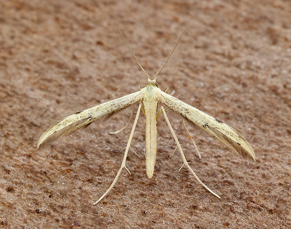 45.043 BF1517 Hemp-agrimony Plume Adaina microdactyla