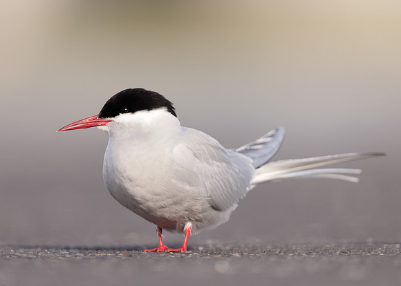 Arctic Tern Sterna paradisaea