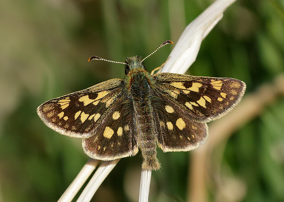Chequered Skipper Carterocephalus palaemon
