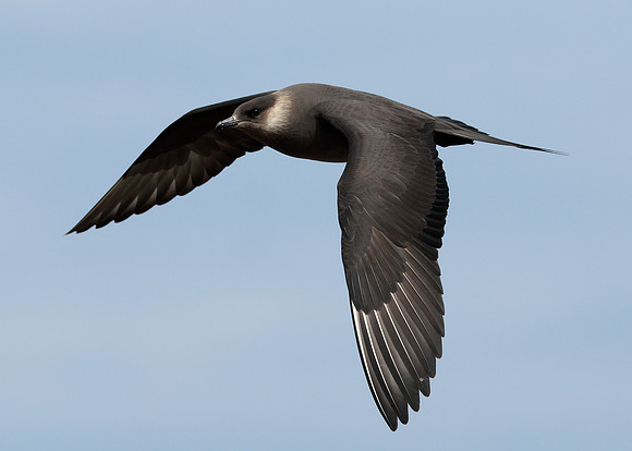 Arctic Skua Stercorarius parasiticus