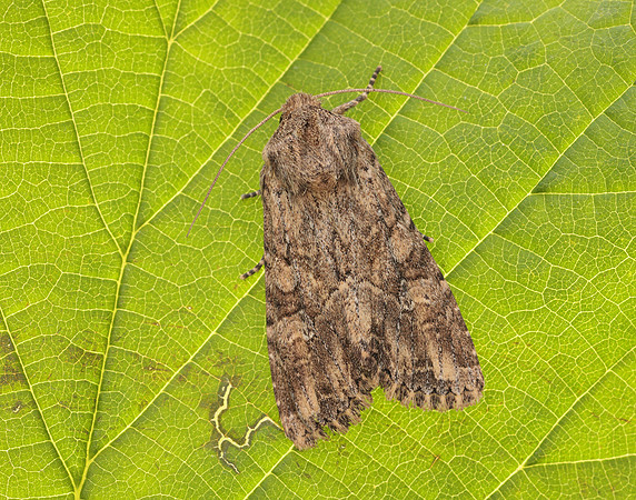 73.157 BF2333 Large Nutmeg Apamea anceps