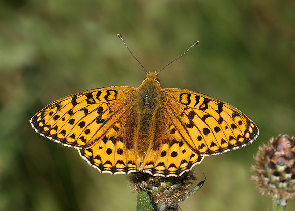 Dark Green fritillary Argynnis aglaja