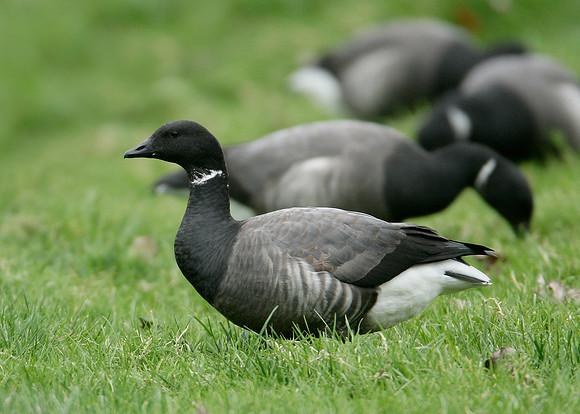 Brent Goose Branta bernicla