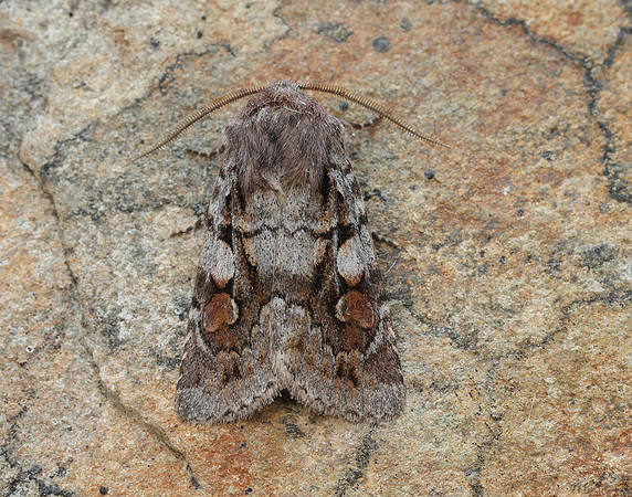73.363 BF2125 Northern Dart Xestia alpicola