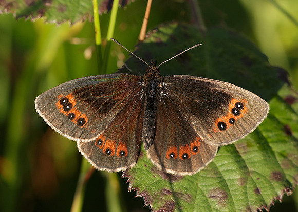 Scotch Argus Erebia aethiops