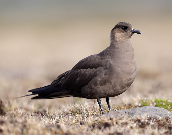 Arctic Skua Stercorarius parasiticus