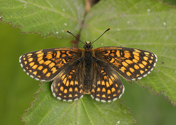 Heath Fritillary Melitaea athalia