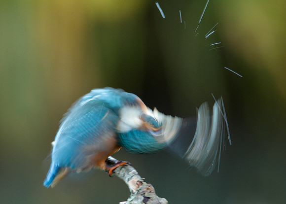 Kingfisher Alcedo atthis