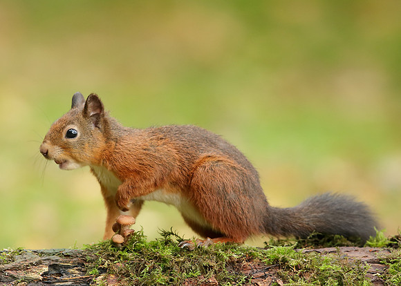Red Squirrel Sciurus vulgaris