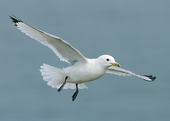 Kittiwake Rissa tridactyla