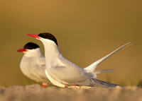 Arctic Tern Sterna paradisaea