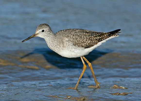 Lesser Yellowlegs Tringa flavipes