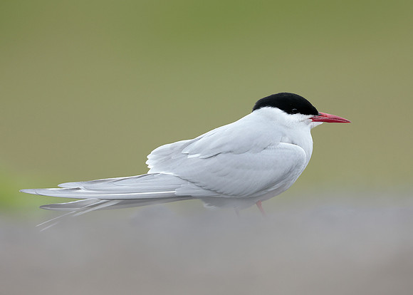 Arctic Tern Sterna paradisaea