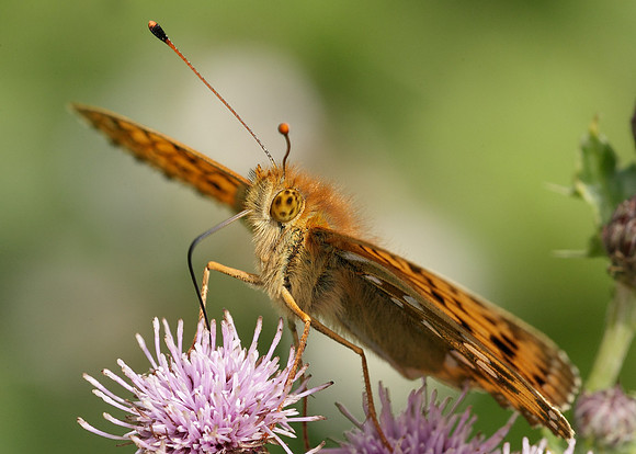 Dark Green fritillary Argynnis aglaja